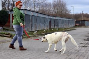 Read more about the article Pokaż psom ze schroniska wiosnę
