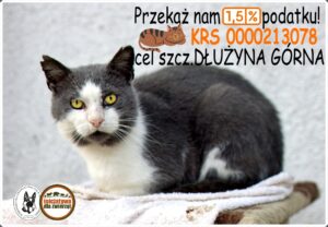 Read more about the article Przekaż 1,5% podatku na schronisko