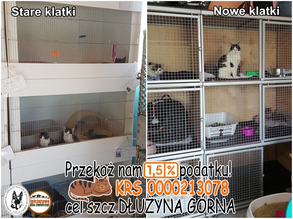 Read more about the article Koty w schronisku mają nowe boksy!