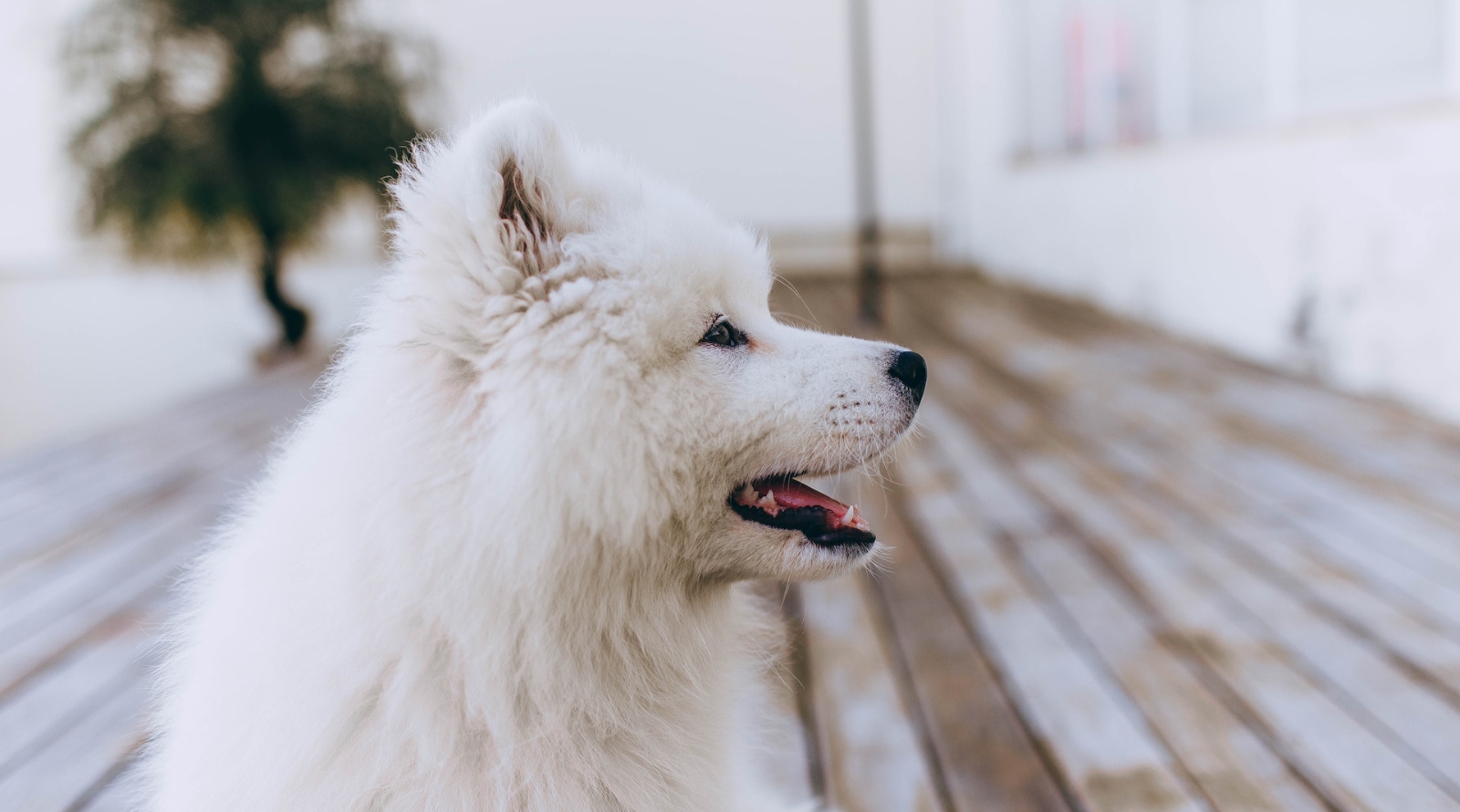 Read more about the article Opłata za posiadanie psa. Ile wynosi, do kiedy płatna?