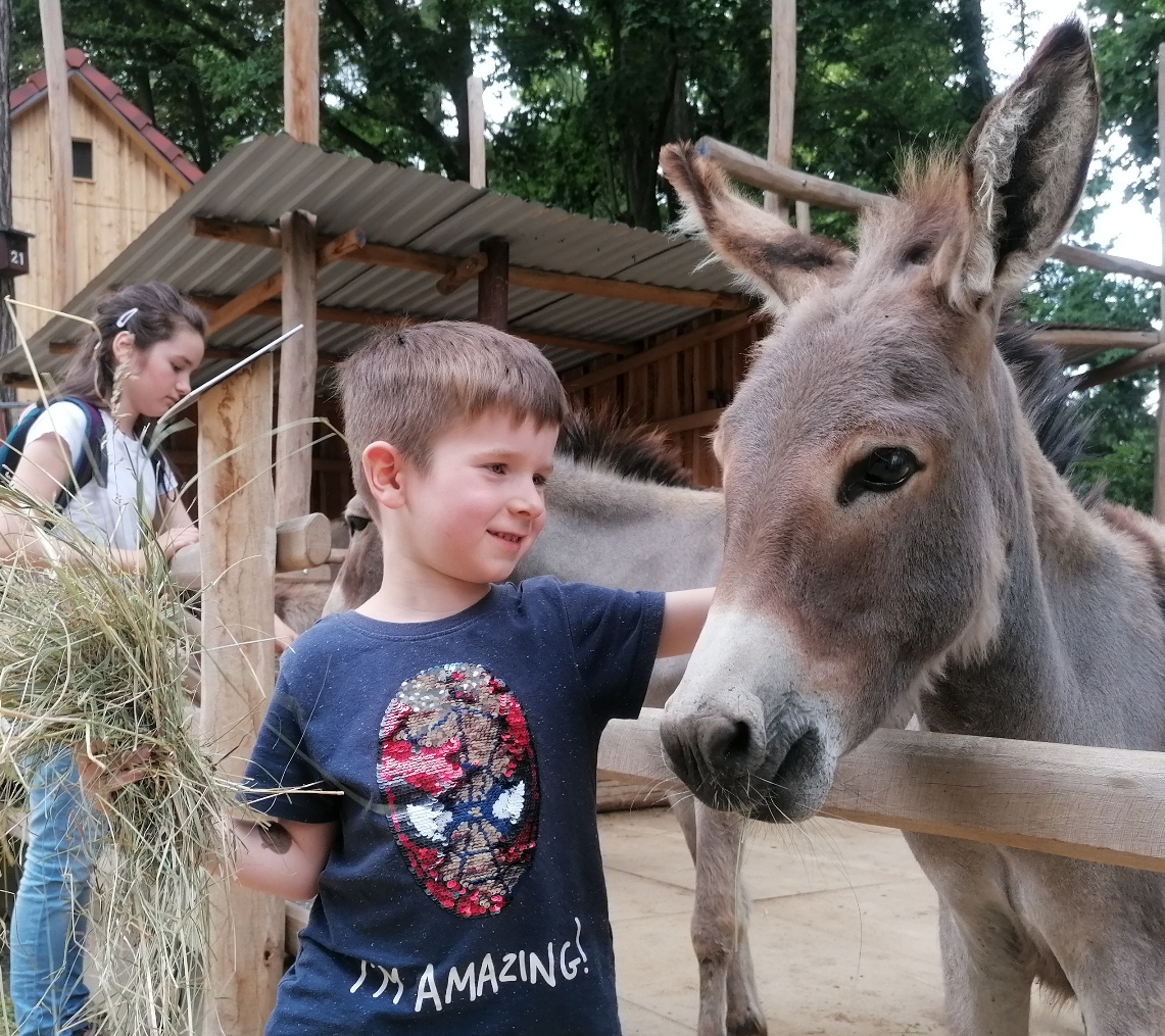 Read more about the article Nowy wybieg dla osłów oraz konkurs malarski w Zoo Görlitz