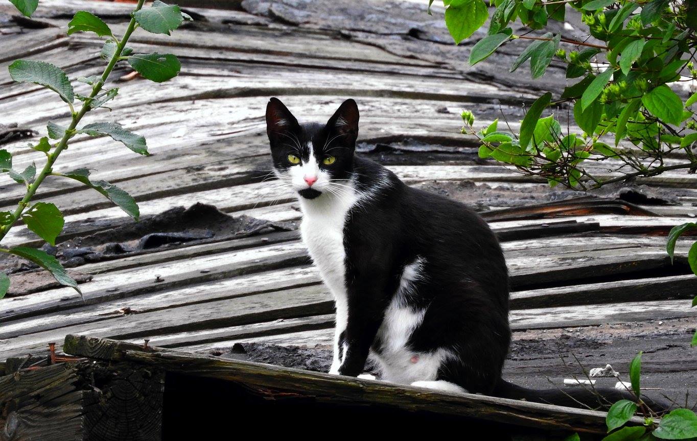 You are currently viewing Biła kota sąsiadów drewnianym kijem