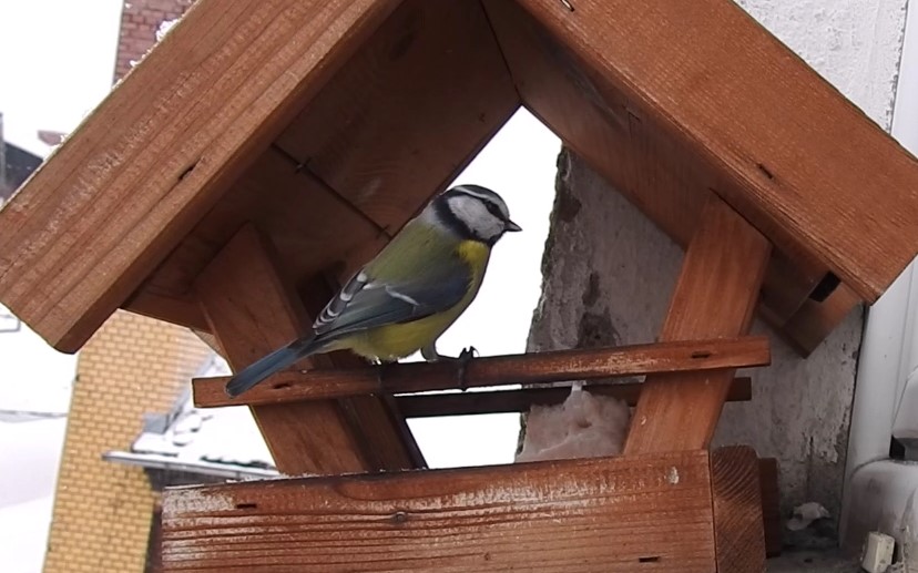 Read more about the article Czy dokarmianie ptaków zimą jest konieczne? (VIDEO)